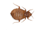 Bedbug - Brital Pest Control and Fumigation