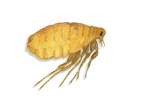 Fleas Control and Eradication by Brital Pest Control