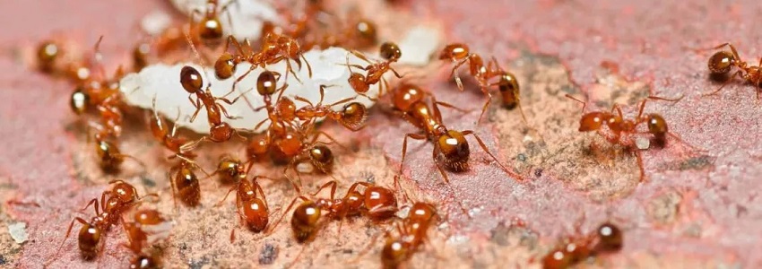 ants control services in kenya
