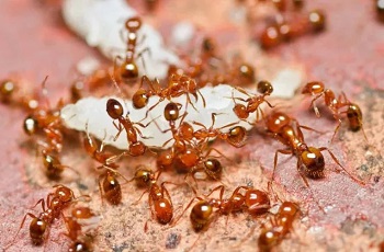 ants treatment services kenya