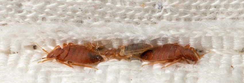  bed bugs control services in kenya
