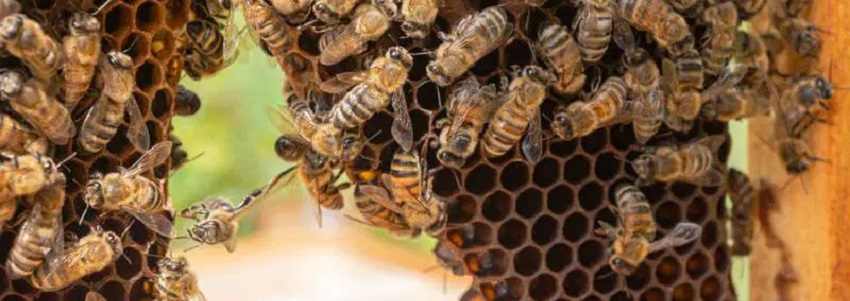  bees nest removal services in kenya
