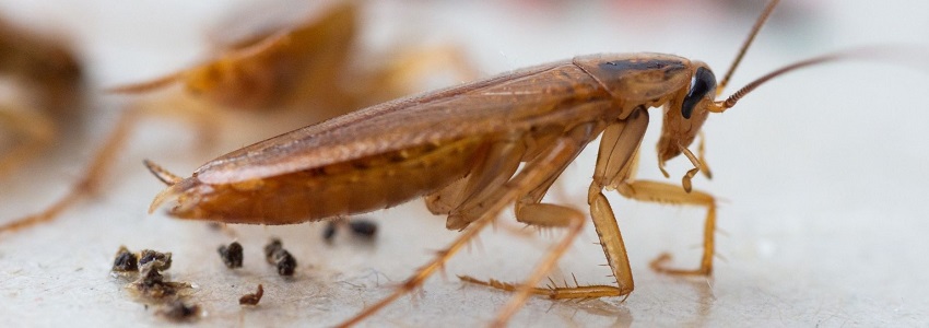  cockroaches control services in kenya
