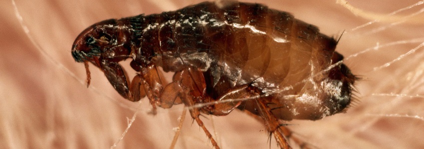  fleas treatment and control services in kenya
