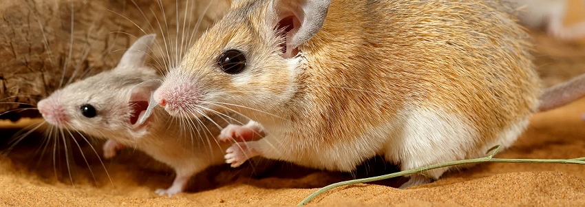  rodent control services in kenya
