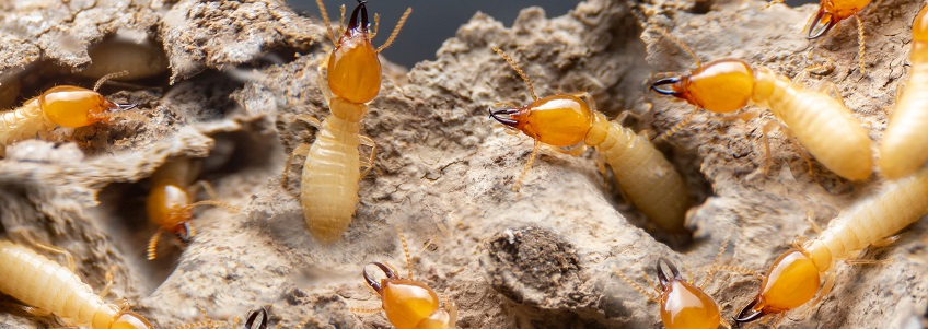 termite control services in kenya
