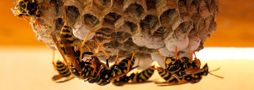  wasp nest removal services in kenya
